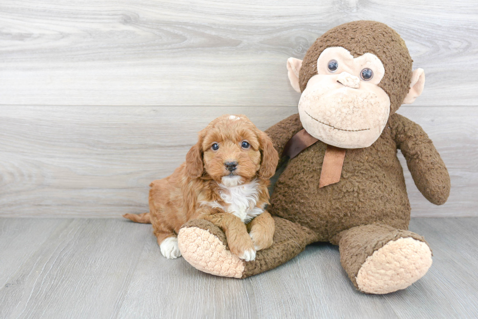 Playful Golden Retriever Poodle Mix Puppy