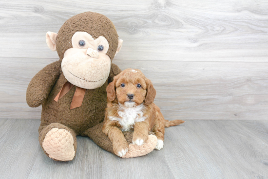 Adorable Golden Retriever Poodle Mix Puppy