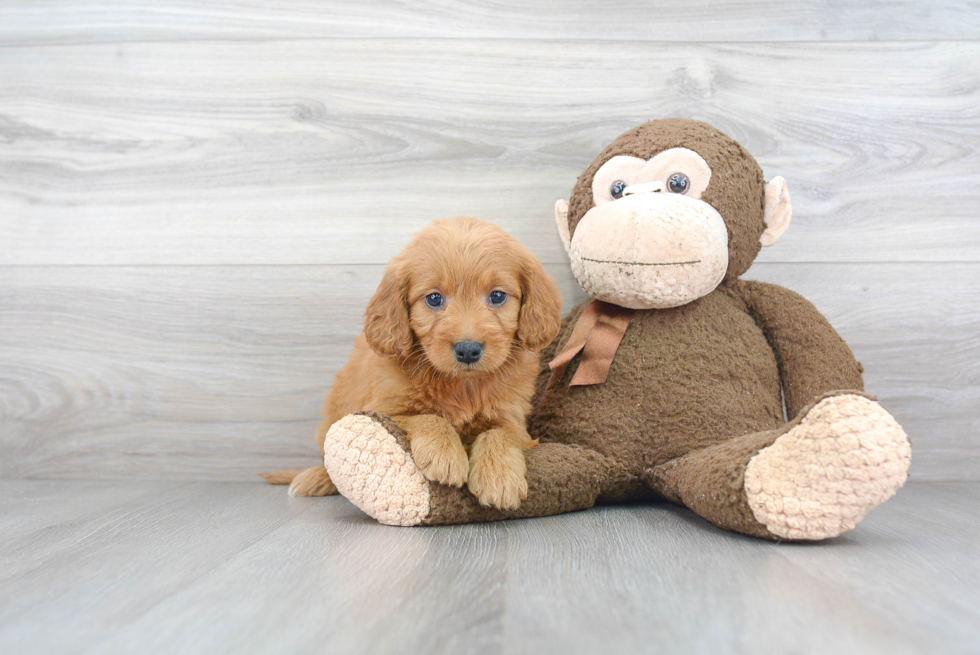 Best Mini Goldendoodle Baby