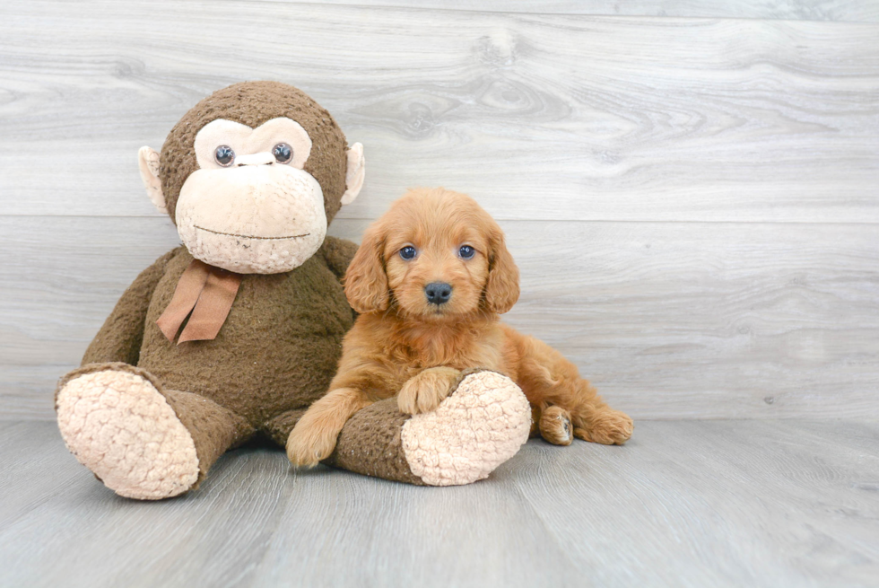 Smart Mini Goldendoodle Poodle Mix Pup