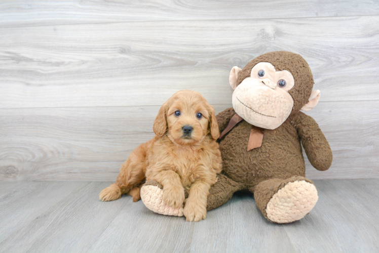 Cute Mini Goldendoodle Baby