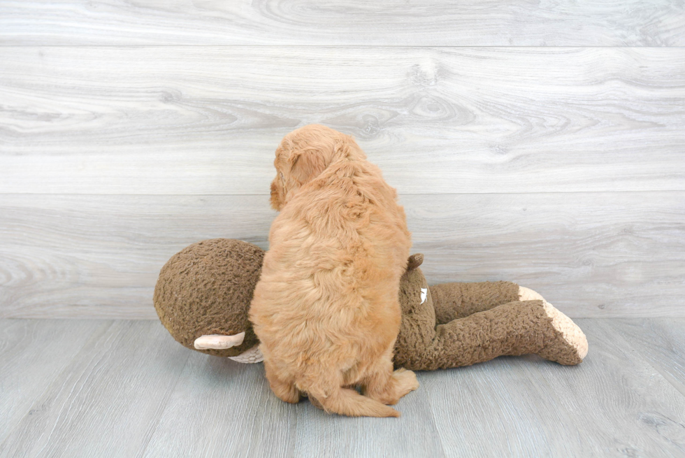 Best Mini Goldendoodle Baby