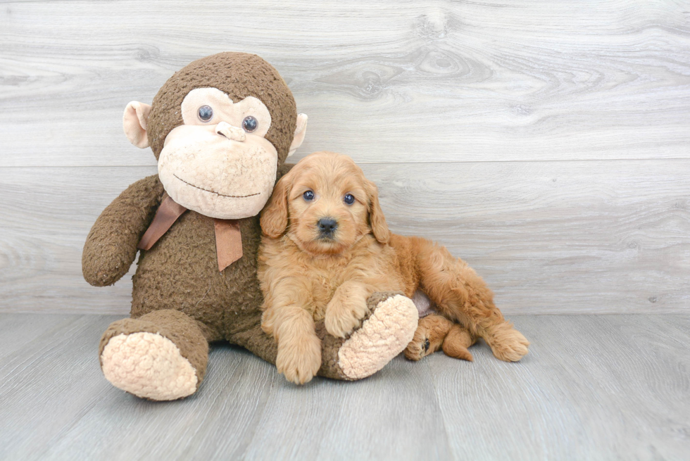 Playful Golden Retriever Poodle Mix Puppy