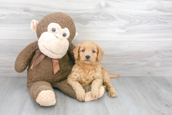 Little Golden Retriever Poodle Mix Puppy