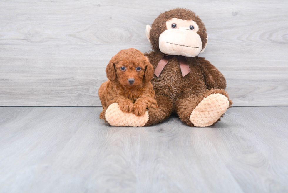 Mini Goldendoodle Puppy for Adoption