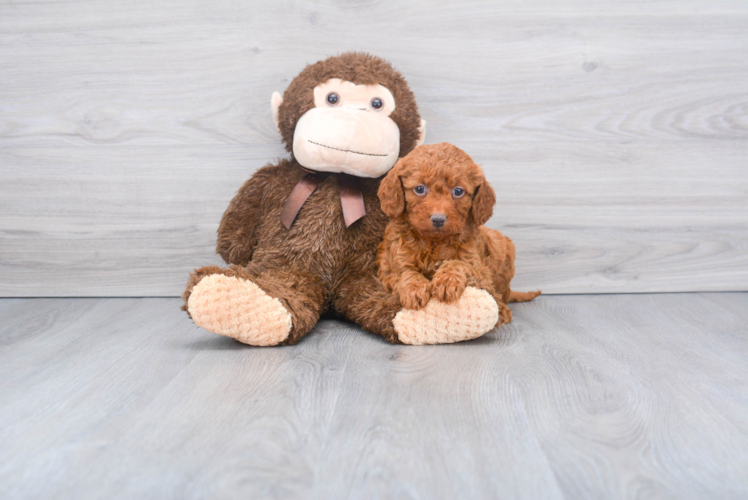 Mini Goldendoodle Puppy for Adoption