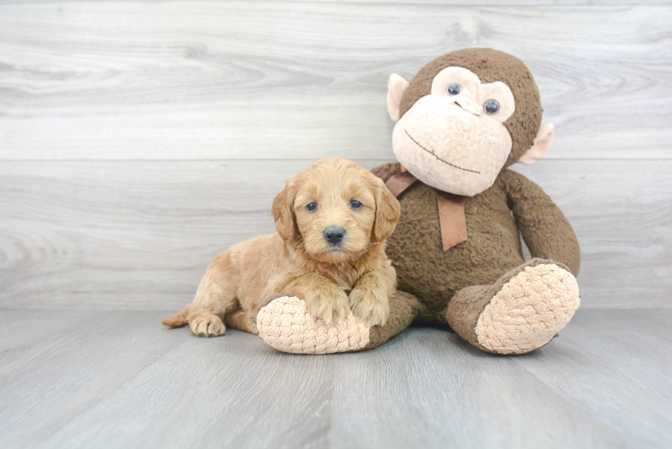 Cute Mini Goldendoodle Baby