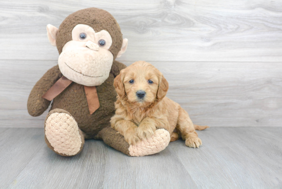 Best Mini Goldendoodle Baby