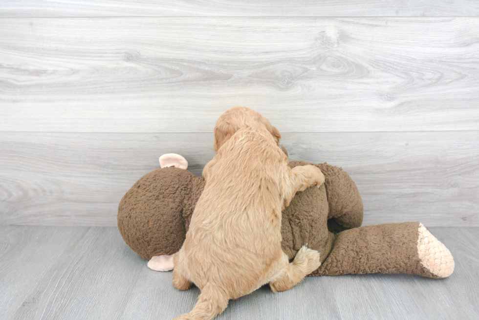 Mini Goldendoodle Puppy for Adoption