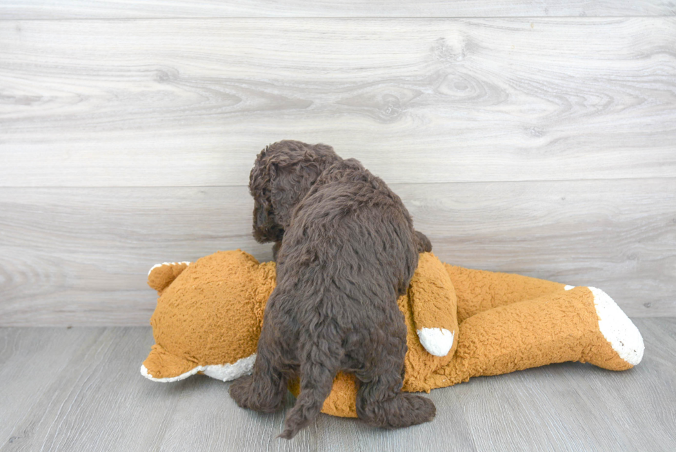 Mini Goldendoodle Pup Being Cute