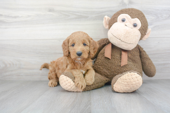 Friendly Mini Goldendoodle Baby