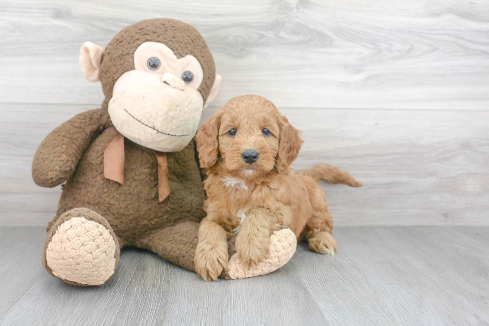 Best Mini Goldendoodle Baby