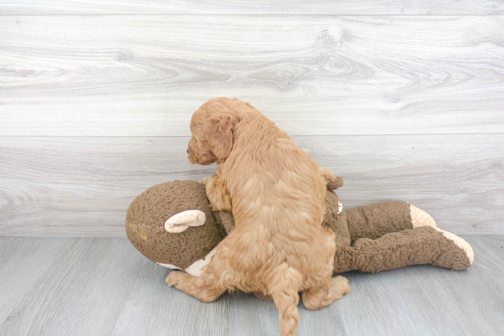 Fluffy Mini Goldendoodle Poodle Mix Pup