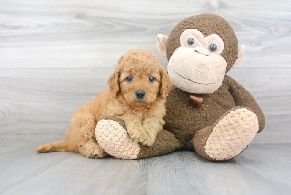 Mini Goldendoodle Puppy for Adoption