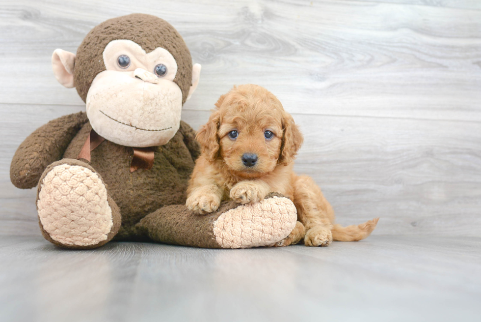 Mini Goldendoodle Pup Being Cute