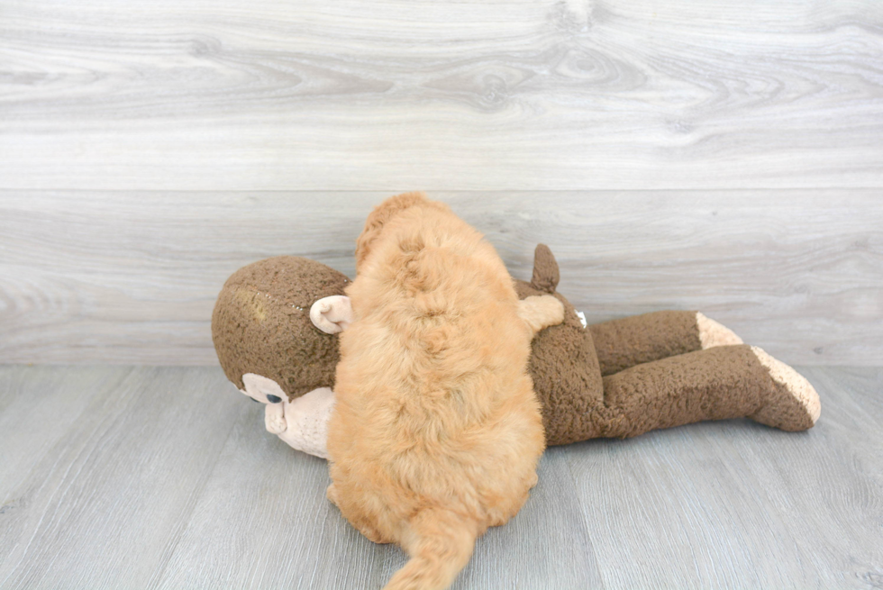 Energetic Golden Retriever Poodle Mix Puppy