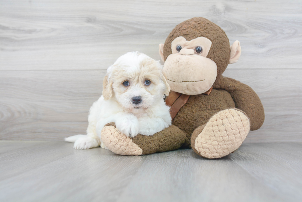 Mini Goldendoodle Pup Being Cute