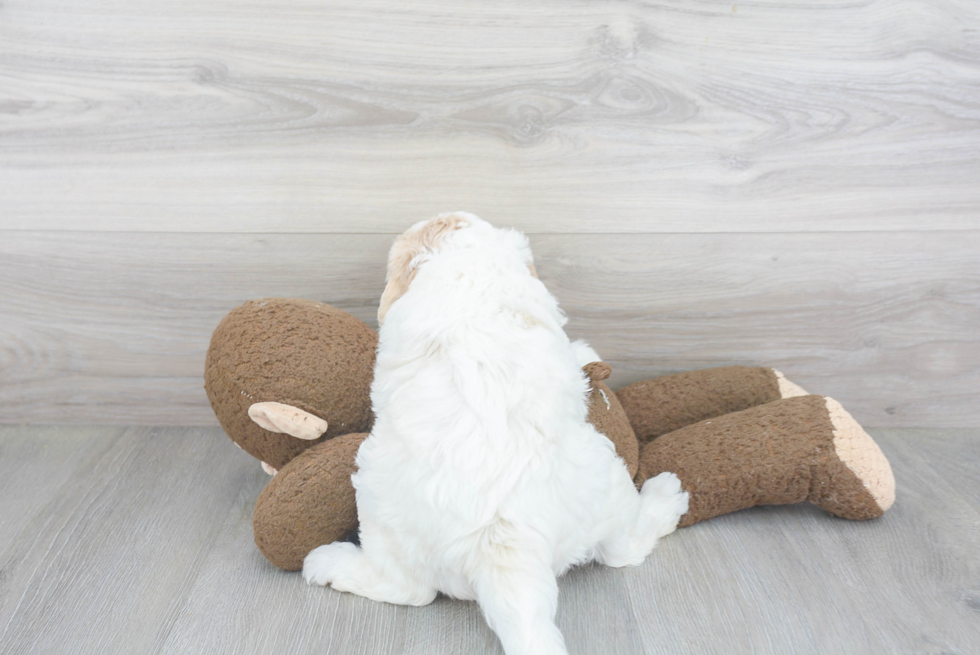 Mini Goldendoodle Pup Being Cute