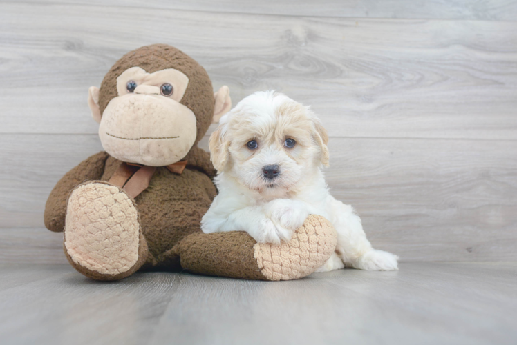 Mini Goldendoodle Pup Being Cute