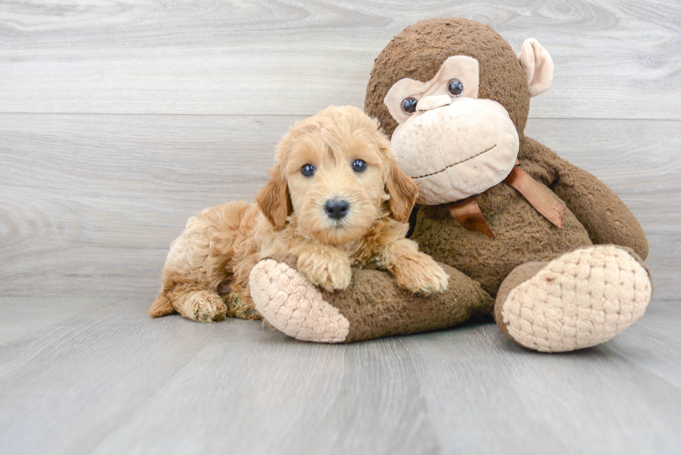 Friendly Mini Goldendoodle Baby