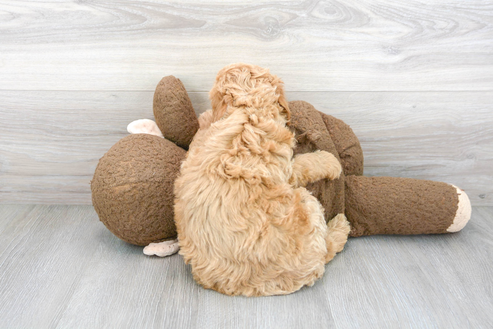 Mini Goldendoodle Pup Being Cute