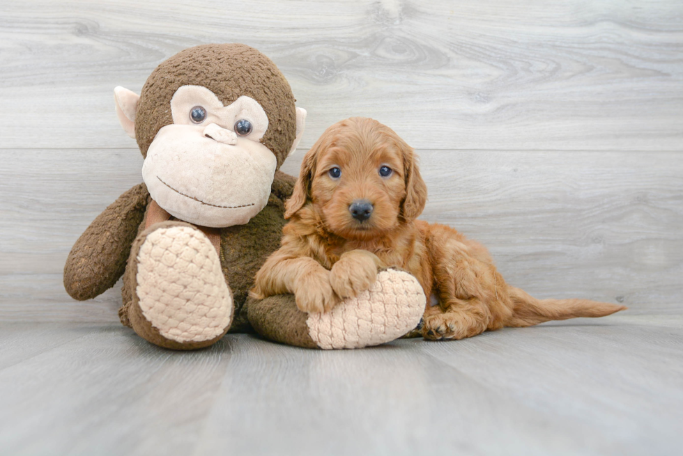 Little Golden Retriever Poodle Mix Puppy