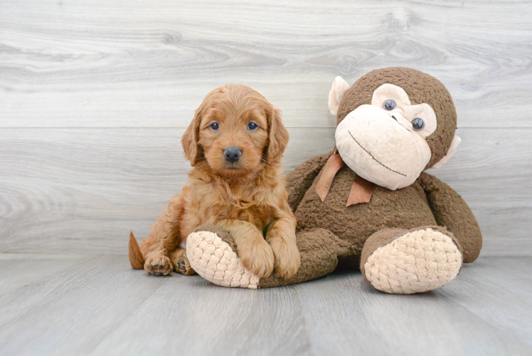 Happy Mini Goldendoodle Baby