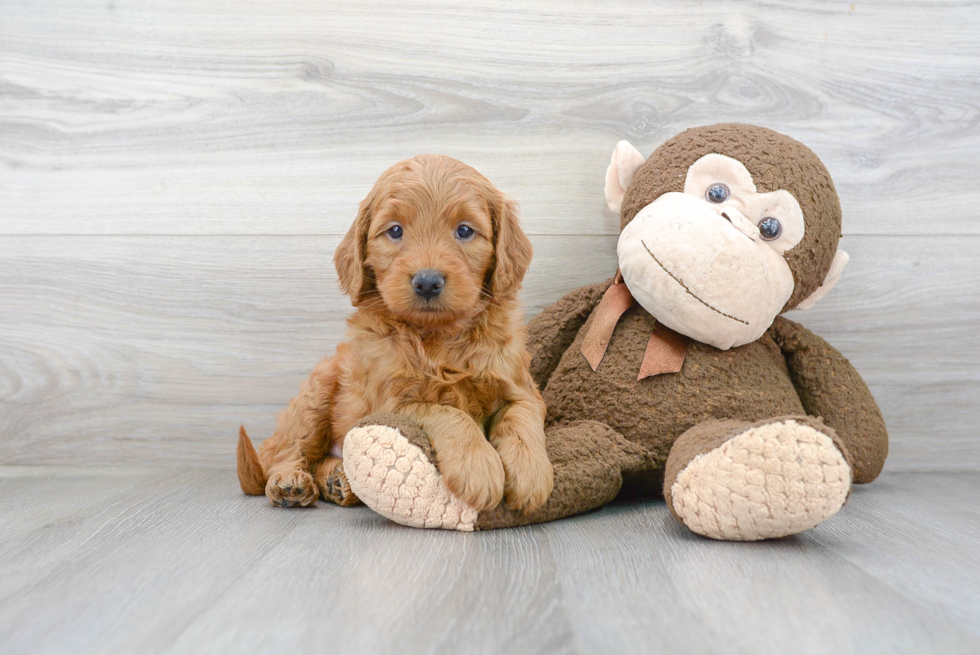 Happy Mini Goldendoodle Baby