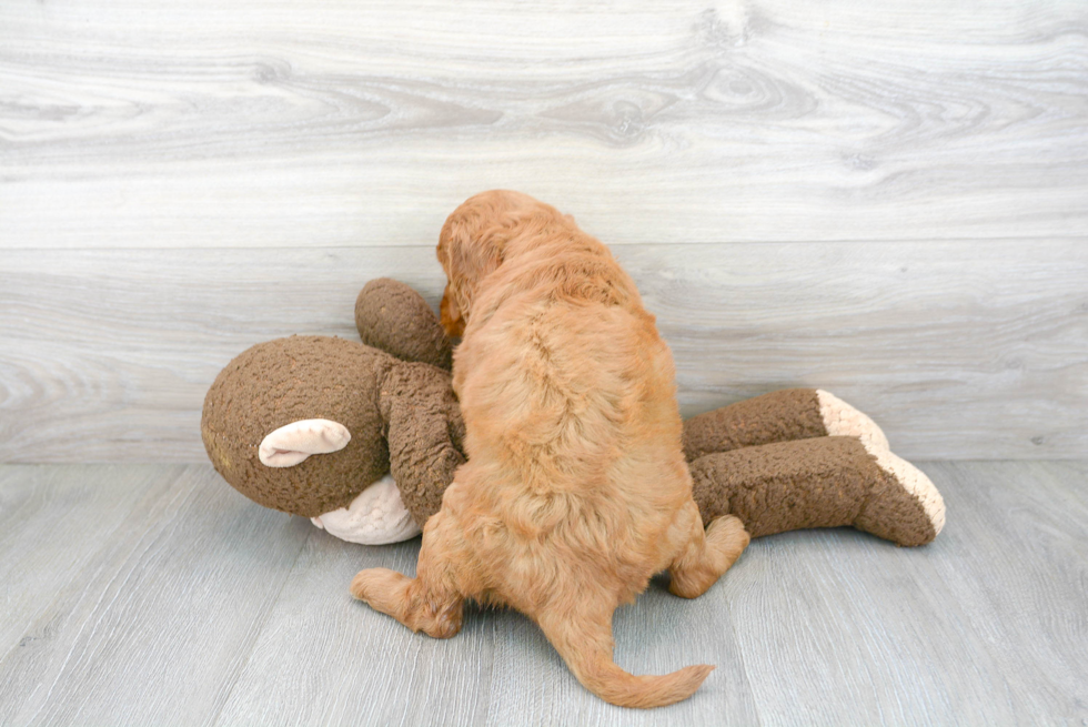 Mini Goldendoodle Pup Being Cute