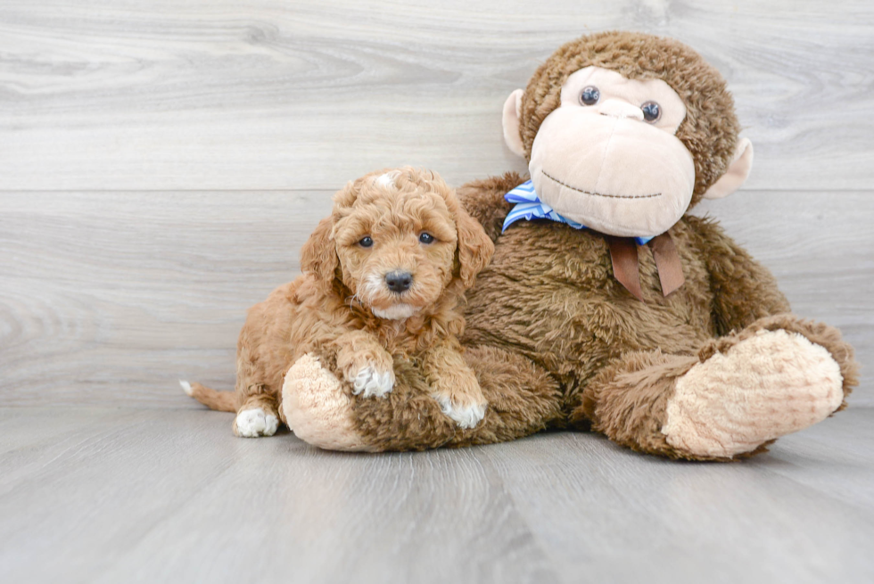 Happy Mini Goldendoodle Baby