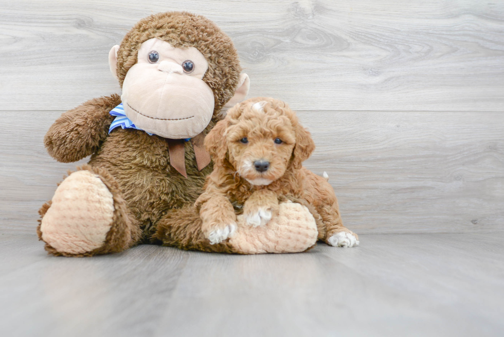 Best Mini Goldendoodle Baby