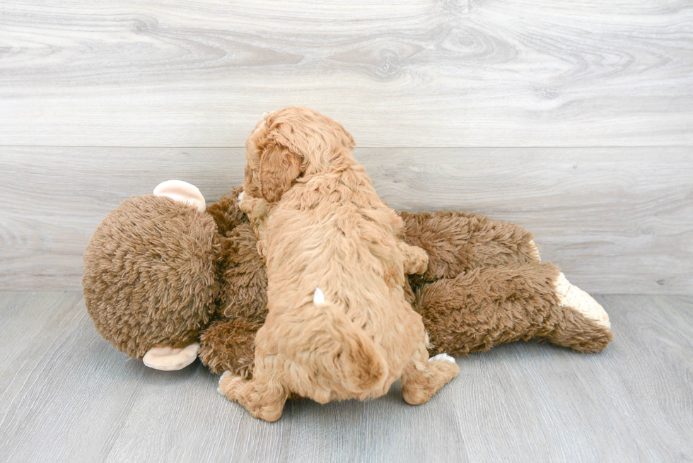 Funny Mini Goldendoodle Poodle Mix Pup