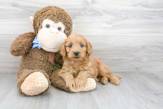 Mini Goldendoodle Puppy for Adoption