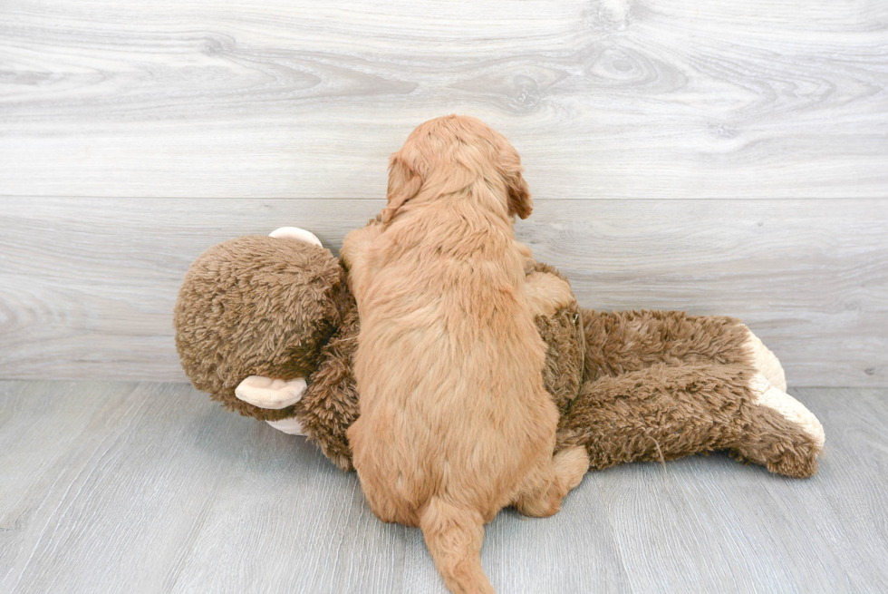 Mini Goldendoodle Puppy for Adoption