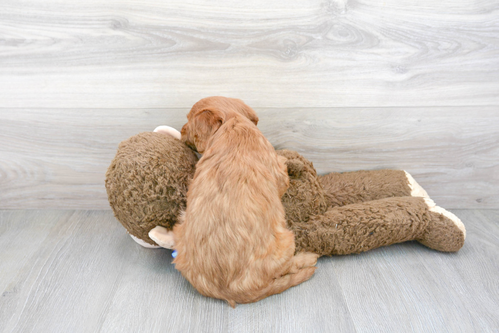 Small Mini Goldendoodle Baby