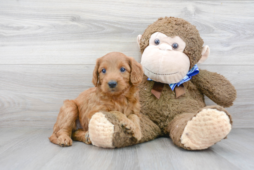 Sweet Mini Goldendoodle Baby