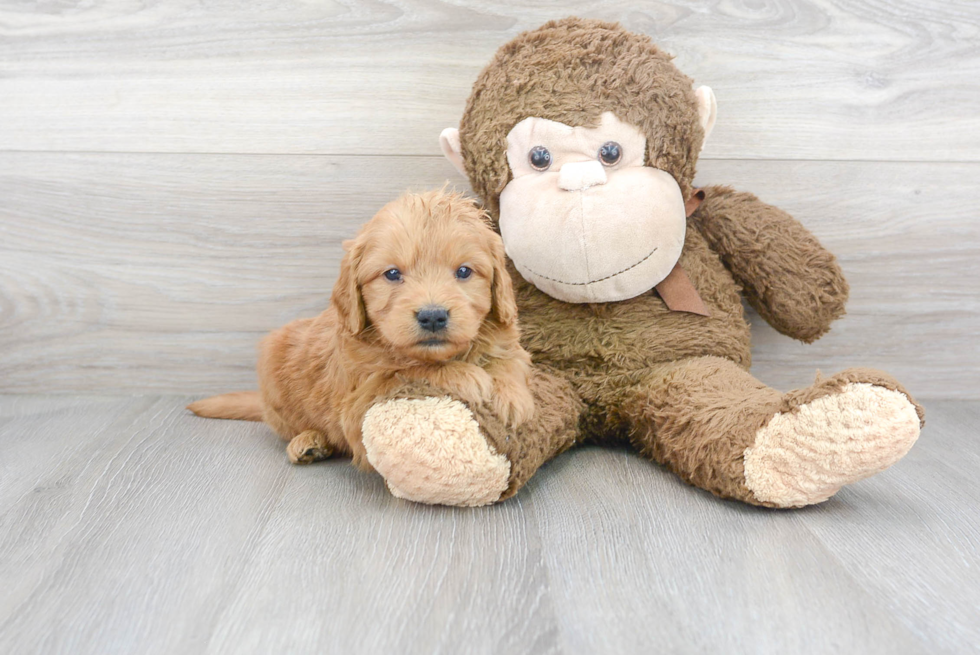 Petite Mini Goldendoodle Poodle Mix Pup