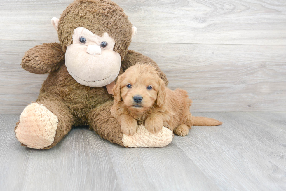 Best Mini Goldendoodle Baby