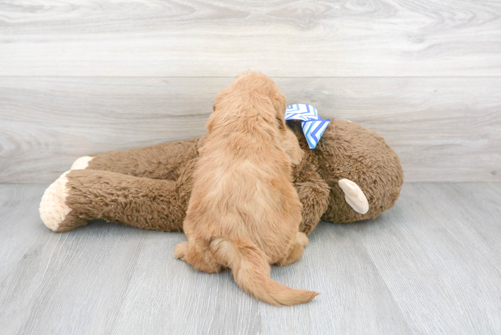 Mini Goldendoodle Pup Being Cute