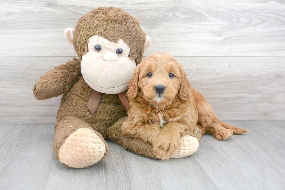 Best Mini Goldendoodle Baby