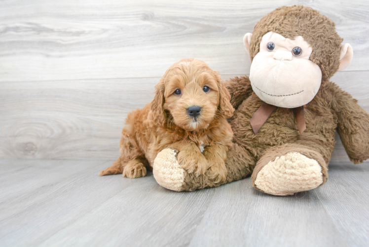 Mini Goldendoodle Pup Being Cute