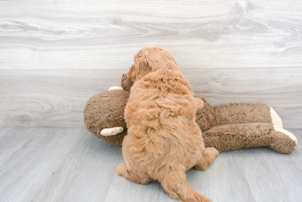 Mini Goldendoodle Puppy for Adoption