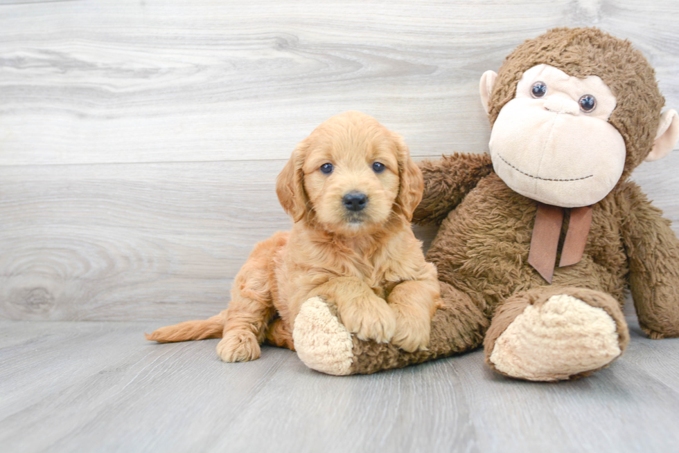 Best Mini Goldendoodle Baby