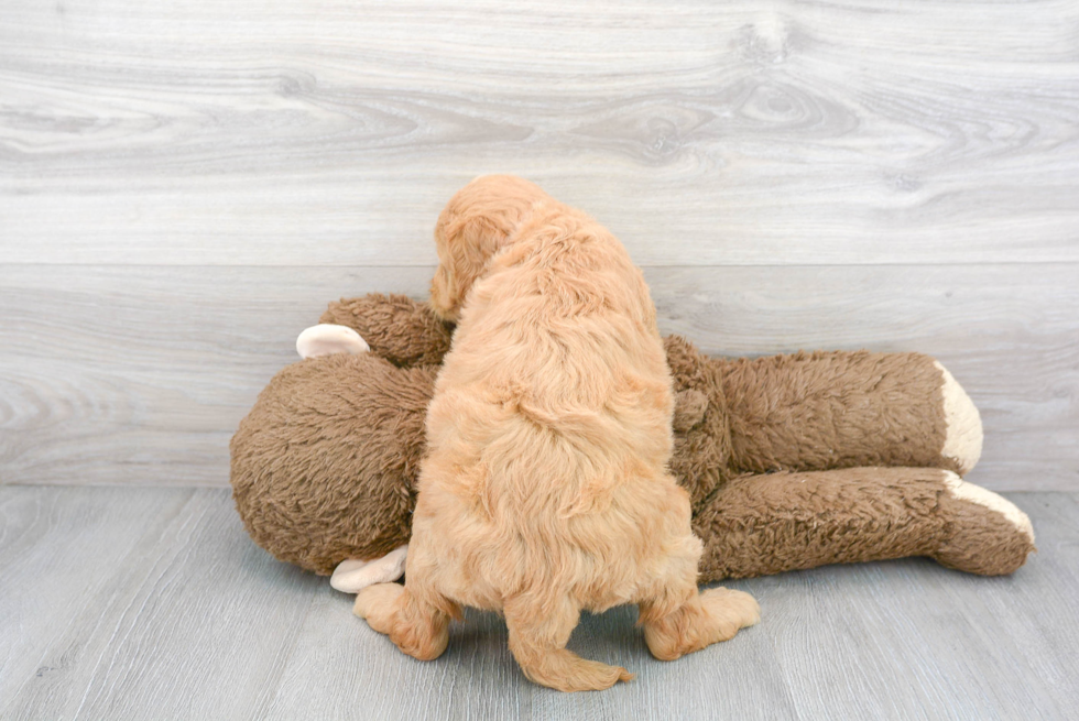 Cute Golden Retriever Poodle Mix Puppy