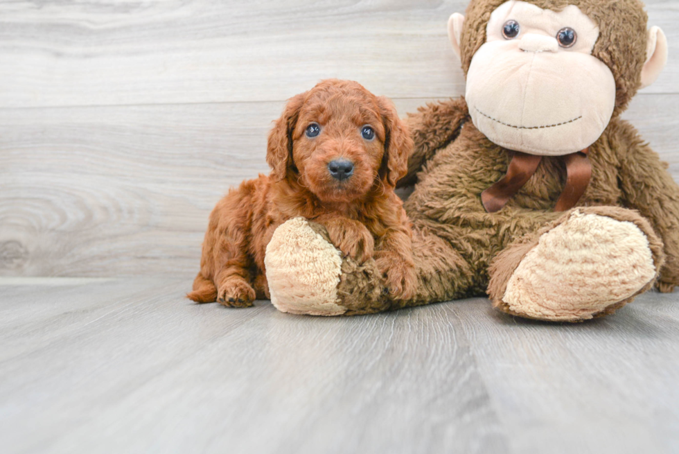 Hypoallergenic Golden Retriever Poodle Mix Puppy