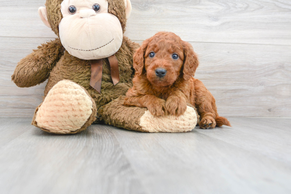 Energetic Golden Retriever Poodle Mix Puppy