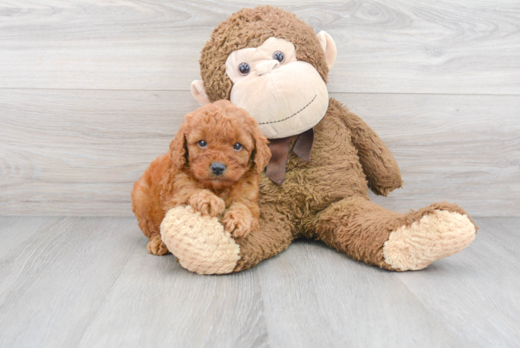 Best Mini Goldendoodle Baby