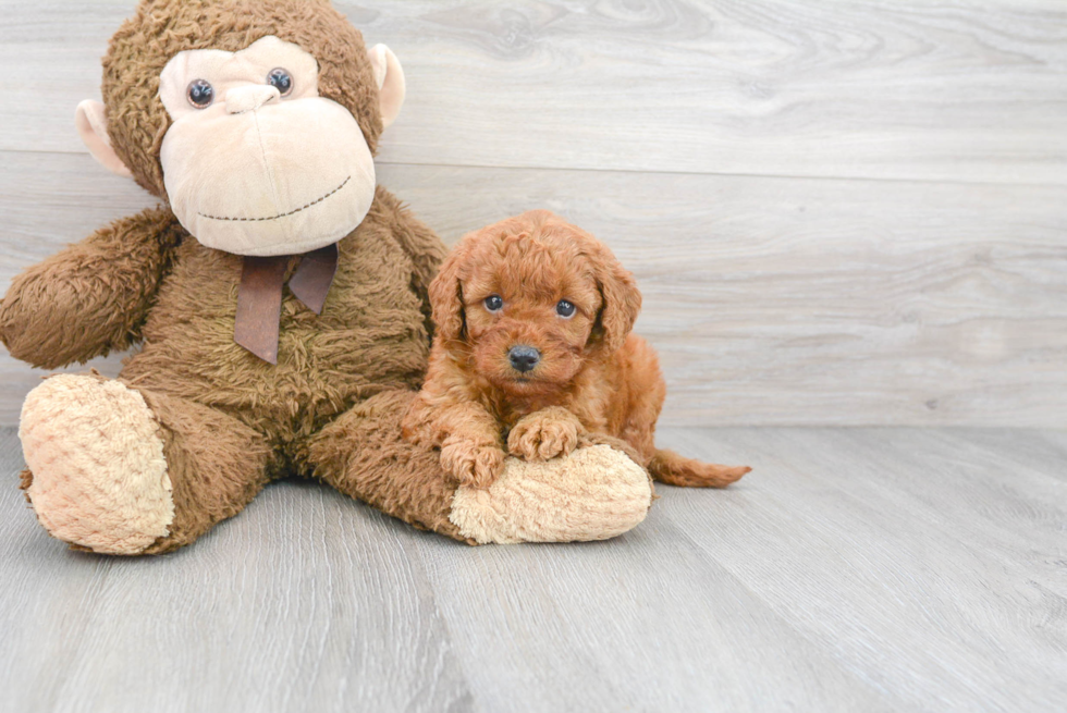 Mini Goldendoodle Pup Being Cute