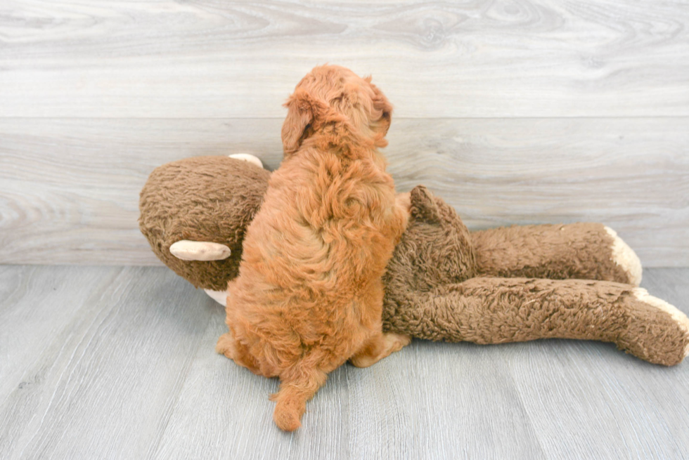 Happy Mini Goldendoodle Baby