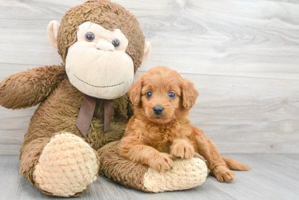 Little Golden Retriever Poodle Mix Puppy